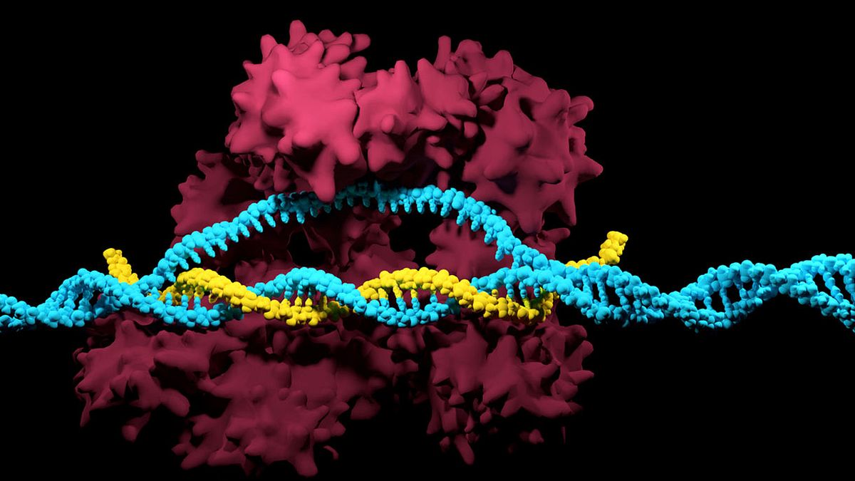 Mit dem Cas9 Protein können CRISPR Sequenzen genau geschnitten werden
