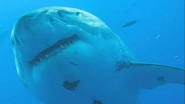 Deep Blue ist der größte Weiße Hai, der je gefilmt wurde - Foto: YouTube / Barcroft TV