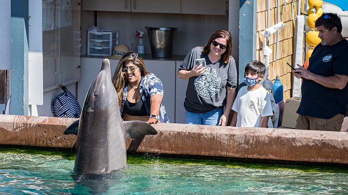 Delfin im Delfinarium - Foto: Getty Images / Daniel Knighton