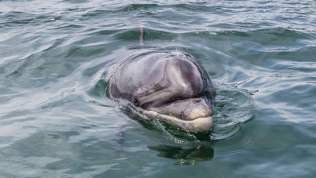 Delfin Fungie - Foto: imago images / robertharding