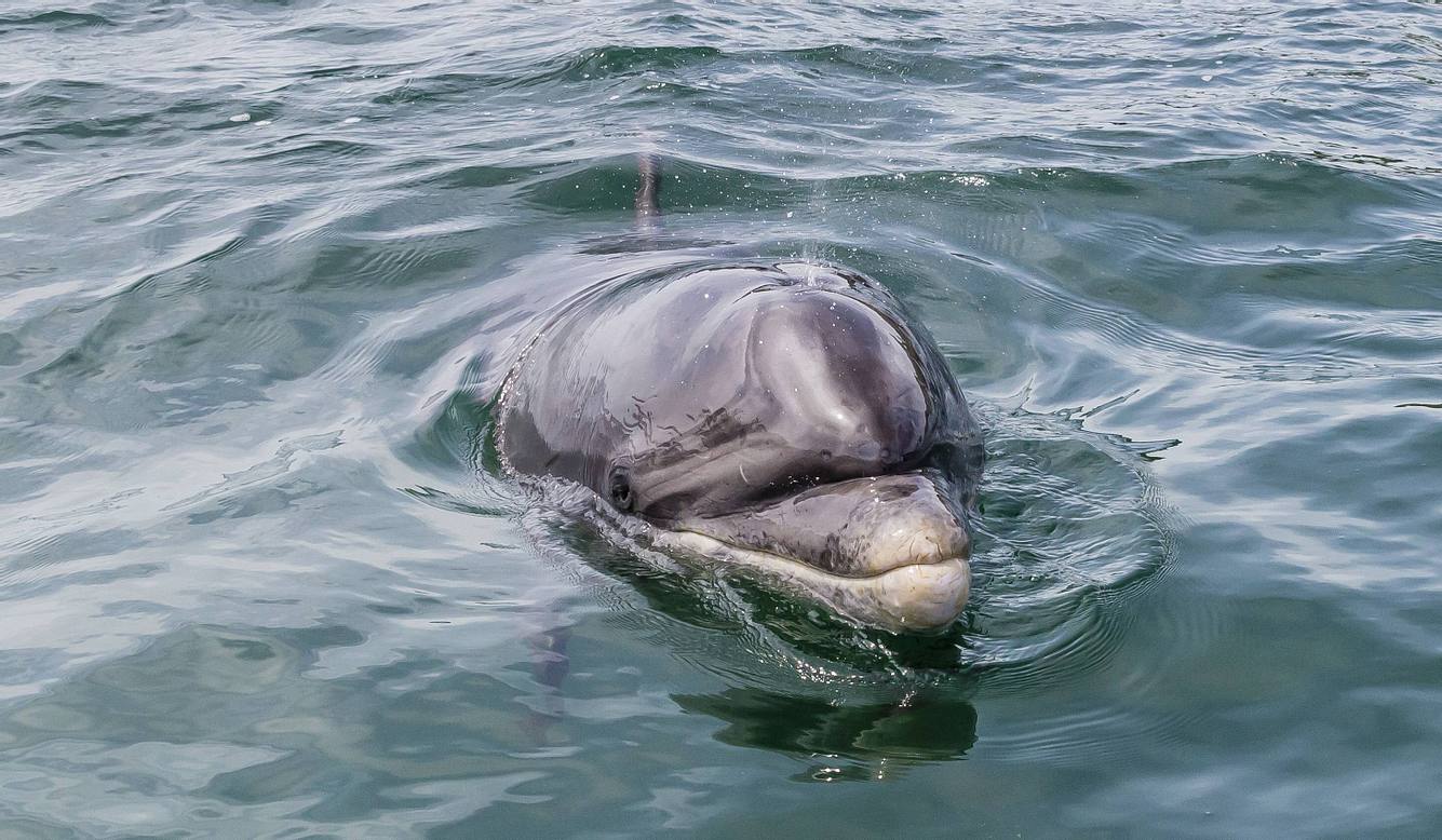 Delfin Fungie Delfin Fungie
