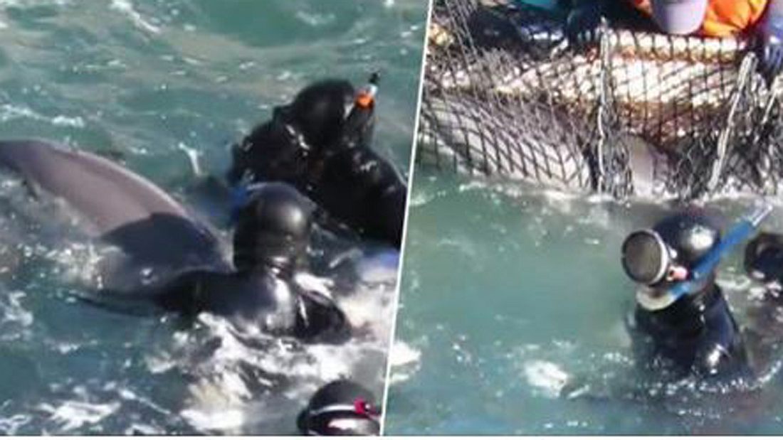 Delfin Jagd in Taiji, Japan, Delfin Jagd in Taiji, Japan,