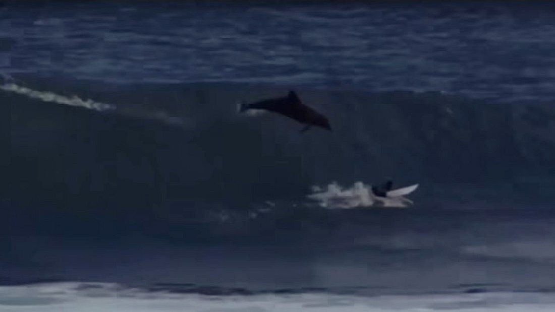 Der Australier Jed Gradisen wurde plötzlich von einem Delfin von seinem Surfbrett gestossen Dieser Surfer wurde versehentlich von einem Delfin attackiert