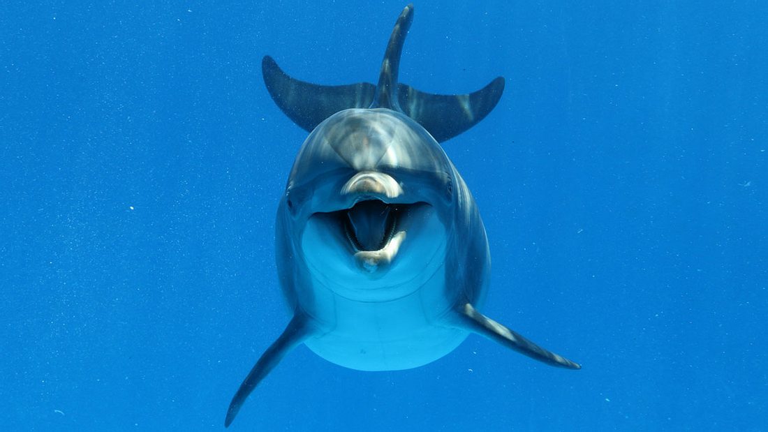 Delphin lacht in die Kamera