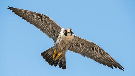 Wanderfalke - Foto: iStock/FRANKHILDEBRAND