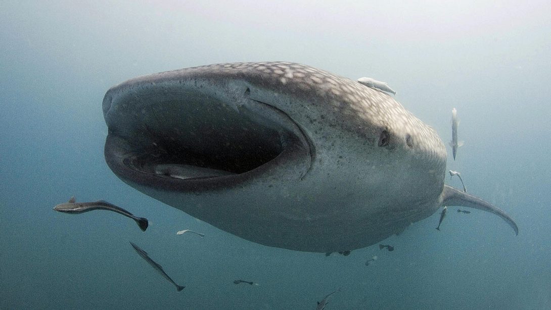 Der Walhai. - Foto: Getty Images/AFP