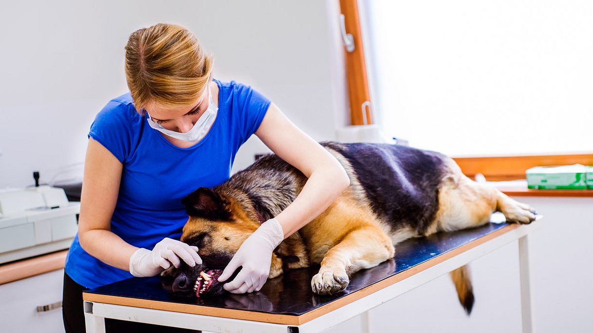 Bei den treuen Hunden entwickelt sich gerade ein gefährlicher Trend.