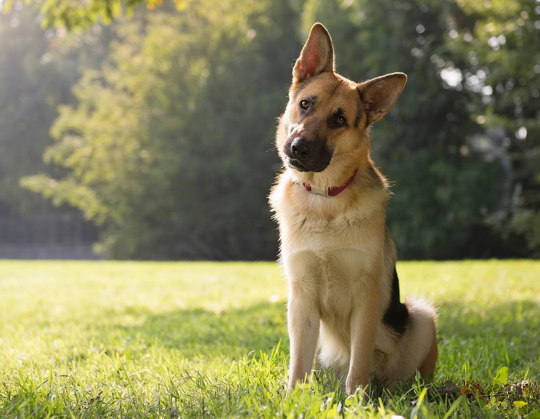 Deutscher Schäferhund Deutscher Schäferhund