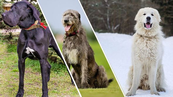 Die größten Hunde der Welt - Foto: iStock / volofin / castenoid/ Bigandt_Photography (Collage Männersache)