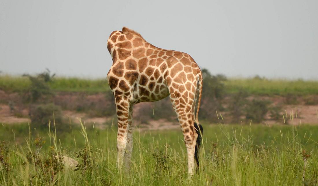 Die kopflose Giraffe Die kopflose Giraffe