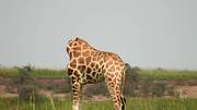 Die kopflose Giraffe - Foto: imago images / Nathaniel Davies