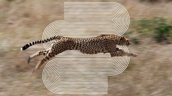 Schneller Leopard - Foto: iStock / GP232