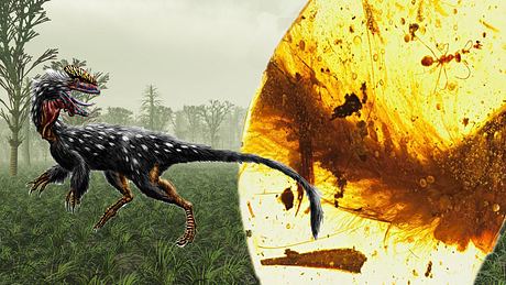 Der erste Schwanz eines Dinosauriers in Bernstein gefunden - Foto: iStock/ Royal Saskatchewan Museum/ Wikimedia Commons/ Durbed/ Montage: Männersache