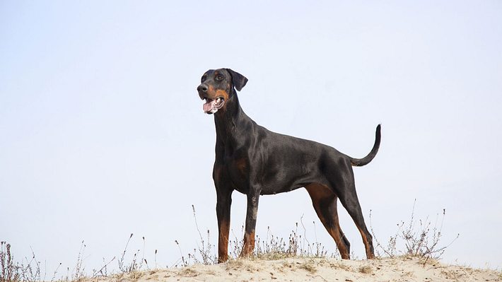 Ein Dobermann - Foto: iStock / ahavelaar