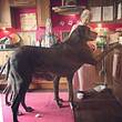 Dogge Freddy, der größte Hund der Welt - Foto: Instagram / freddygreatdane