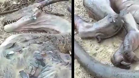 Ein mann behauptet, auf einer einsamen Insel einen toten Drachen gefunden zu haben - Foto: YouTube/ViralSpun