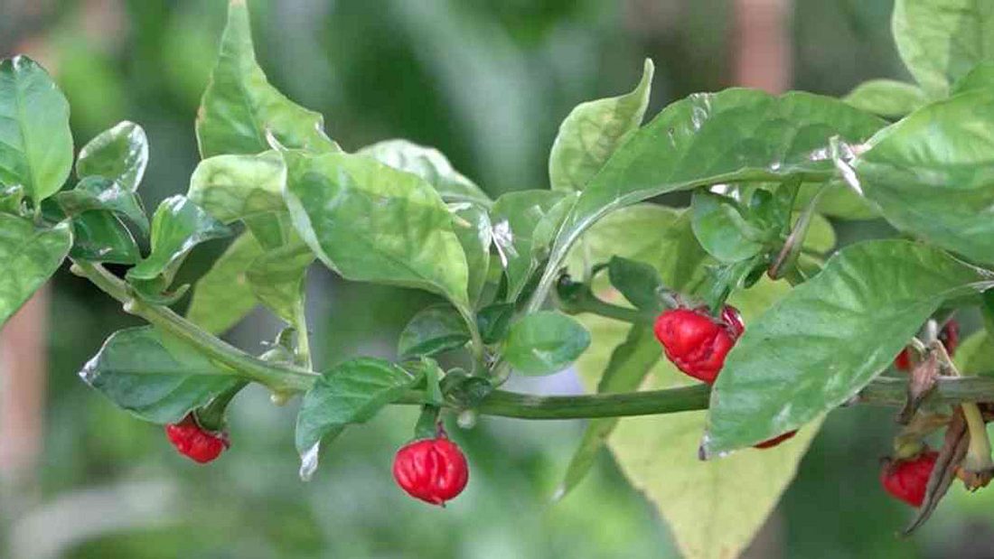 Neue WeltrekordChili ist schärfer als alles je Dagewesene