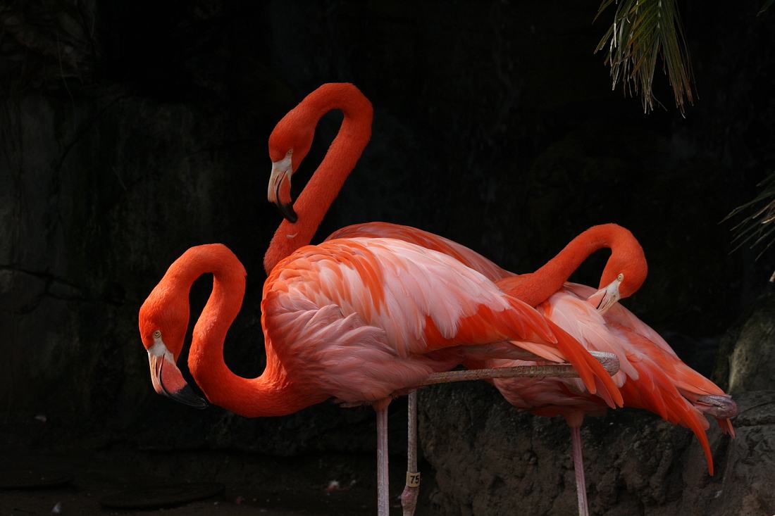 Drei Flamingos Drei Flamingos