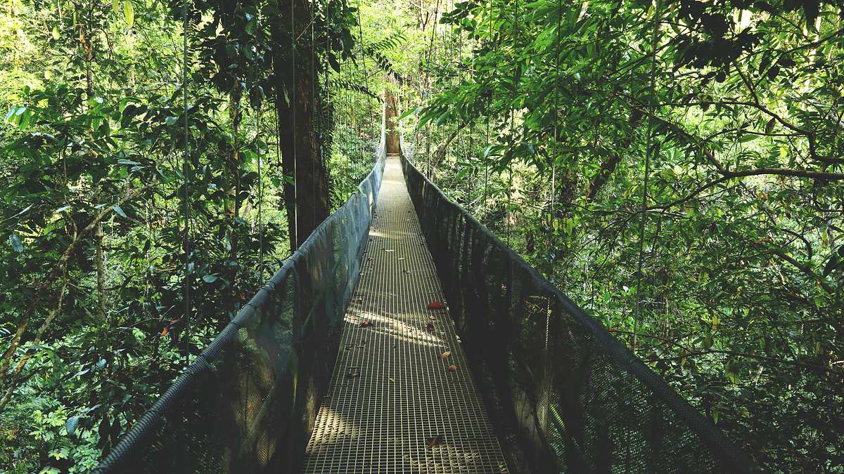 Hängebrücke im Regenwald