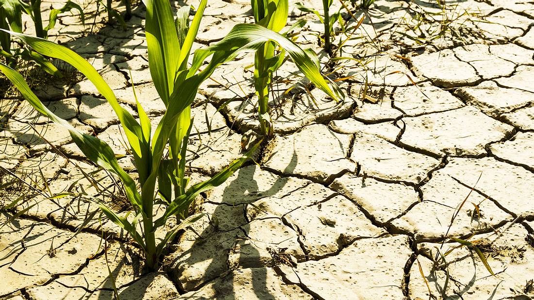 Meteorologischer Sommeranfang 2019 Summer 2019 Northern