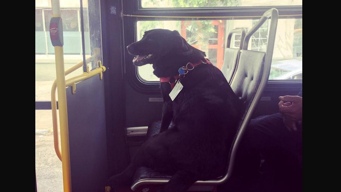 Hunde-Dame Eclipse Seit mehreren Jahren fährt Labrador-Hündin Eclipse täglich allein mit dem Bus -