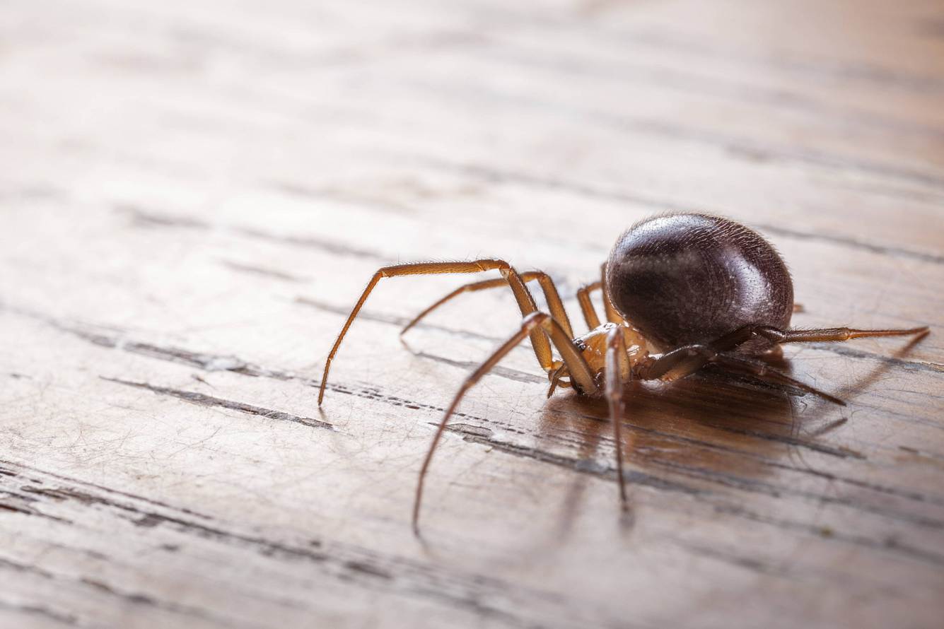 Edle Kugelspinne Edle Kugelspinne