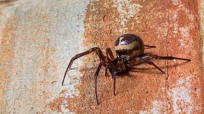 Edle Kugelspinne - Foto: iStock / Andi Edwards
