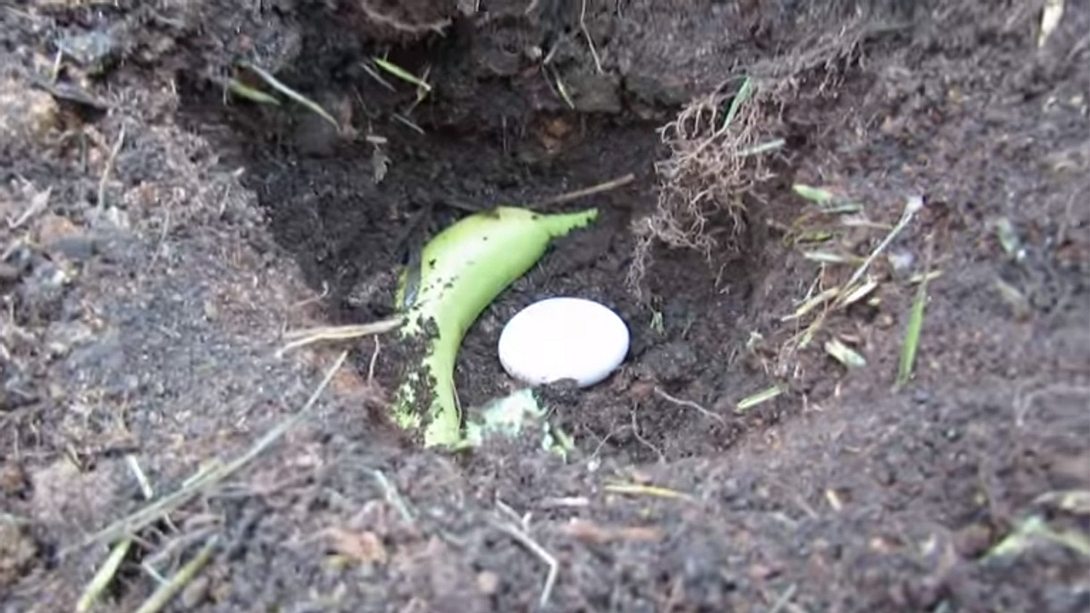 Du solltest auf jeden Fall ein Ei in deinem Garten vergraben - Foto: YouTube / Gary Pilarchik (The Rusted Garden)