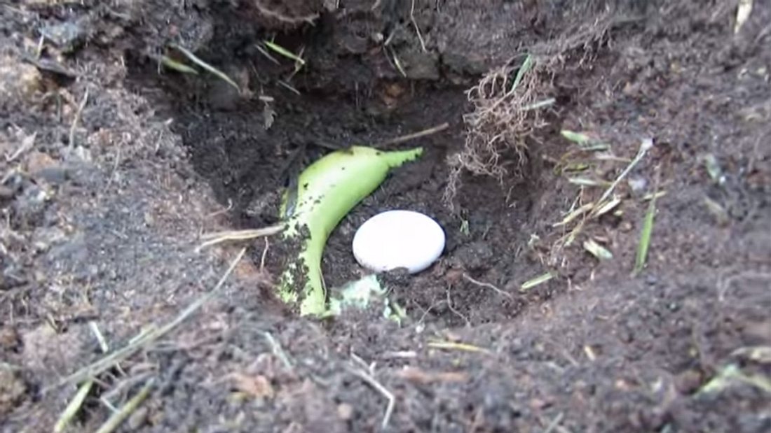 Du solltest auf jeden Fall ein Ei in deinem Garten vergraben