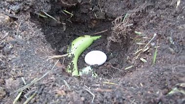 Du solltest auf jeden Fall ein Ei in deinem Garten vergraben - Foto: YouTube / Gary Pilarchik (The Rusted Garden)
