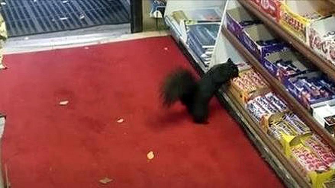 Eichhörnchen überfallen einen Kiosk in Toronto und erbeuten Schokoriegel - Foto: twitter/StopThatSquirrelDropThatBar