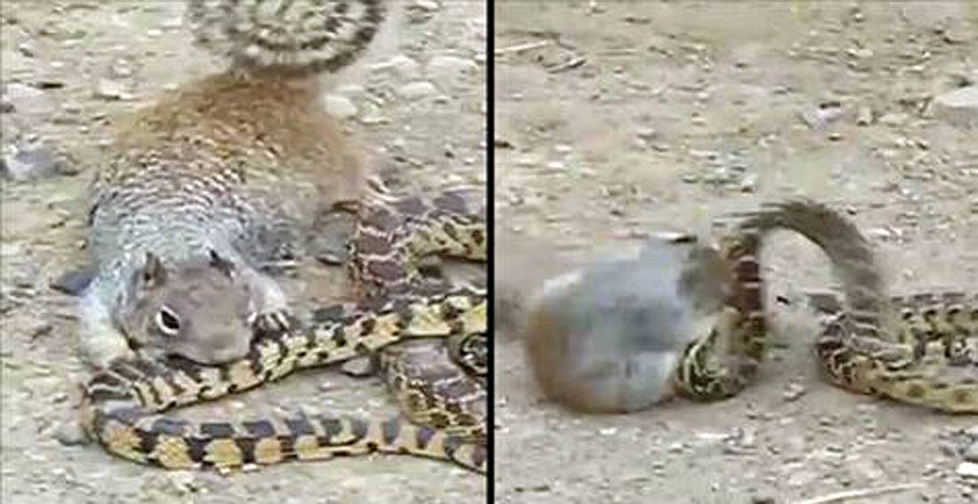 Battle in der Wildnis: Ein Eichhörnchen kämpft mit einer Schlange Ein Eichhörnchen kämpft mit einer Schlange