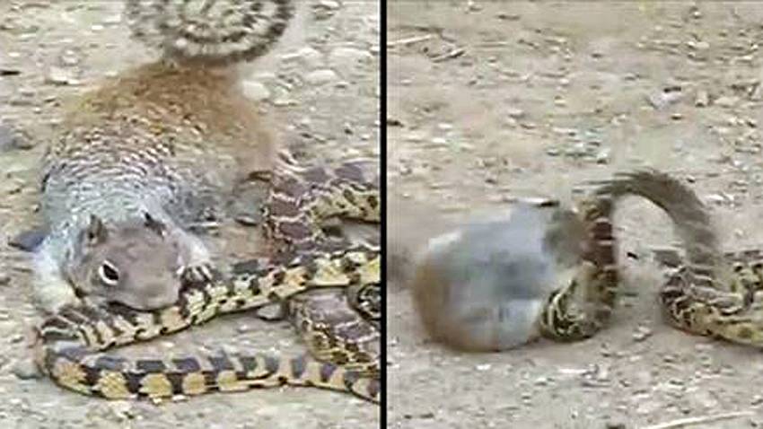 Ein Eichhörnchen kämpft mit einer Schlange - Foto: YouTube/Vellientertain