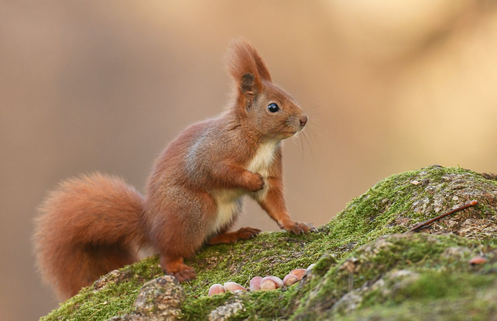 Extrem witzig: Eichhörnchen erleidet beim Füttern existenzielle Krise