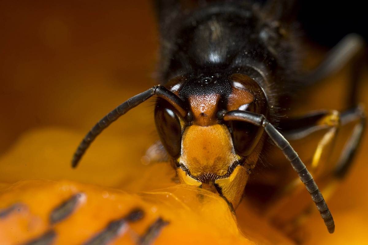 Eine asiatische Hornisse frisst eine Frucht