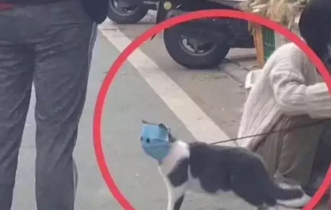 Eine Gesichtsmaske mat diese Katze zur leibhaftigen Bat Cat