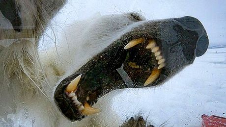 Aufgerissenes Eisbärenmaul - Foto: Youtube / BBC Earth