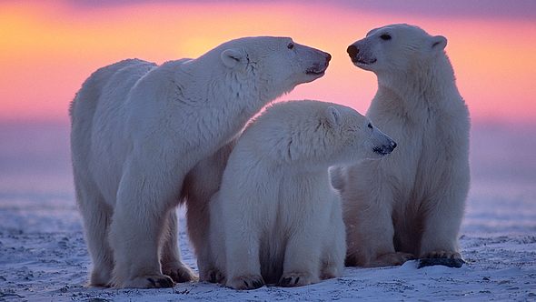 Eisbären - Foto: iStock / JohnPitcher