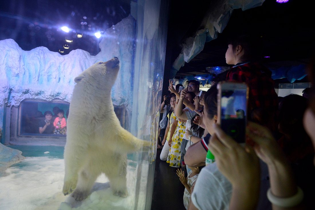 Eisbär an Plexiglasscheibe, hinter der gaffende Hotelbesucher stehen