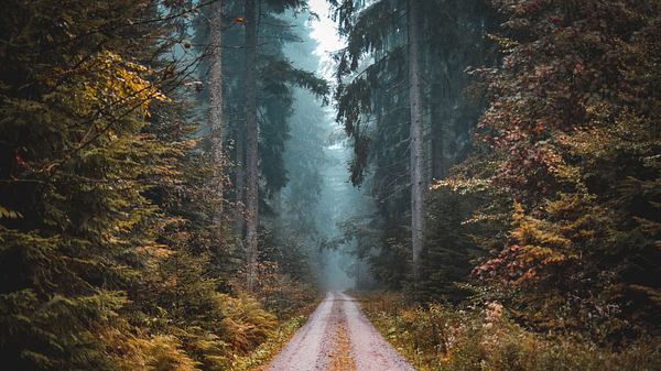 Der Elch kehrt nach Deutschland zurück (Symbolfoto). - Foto: iStock/:Photosspeakathousandwords