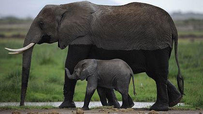 Trump erlaubt die Einfuhr von Stoßzähnen toter Elefanten - Foto: TONY KARUMBA/getty images
