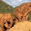 Ein Elefant furzt einem anderen Elefanten in einem thailändischen Zoo ins Gesicht - Foto: YouTube/elephantnews