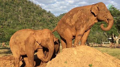 Ein Elefant furzt einem anderen Elefanten in einem thailändischen Zoo ins Gesicht - Foto: YouTube/elephantnews