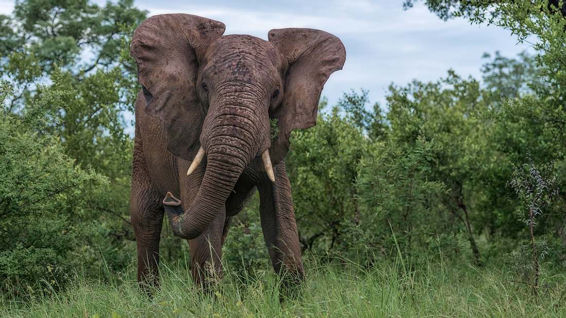 Eine Elefant hat einen Großwildjäger in Namibia zu Tode getrampelt