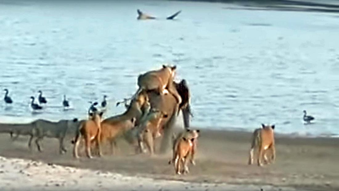 Ein Elefanten-Kalb wird von 14 Löwinnen attackiert