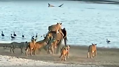 Ein Elefanten-Kalb wird von 14 Löwinnen attackiert - Foto: YouTube/ NormanCarrSafaris