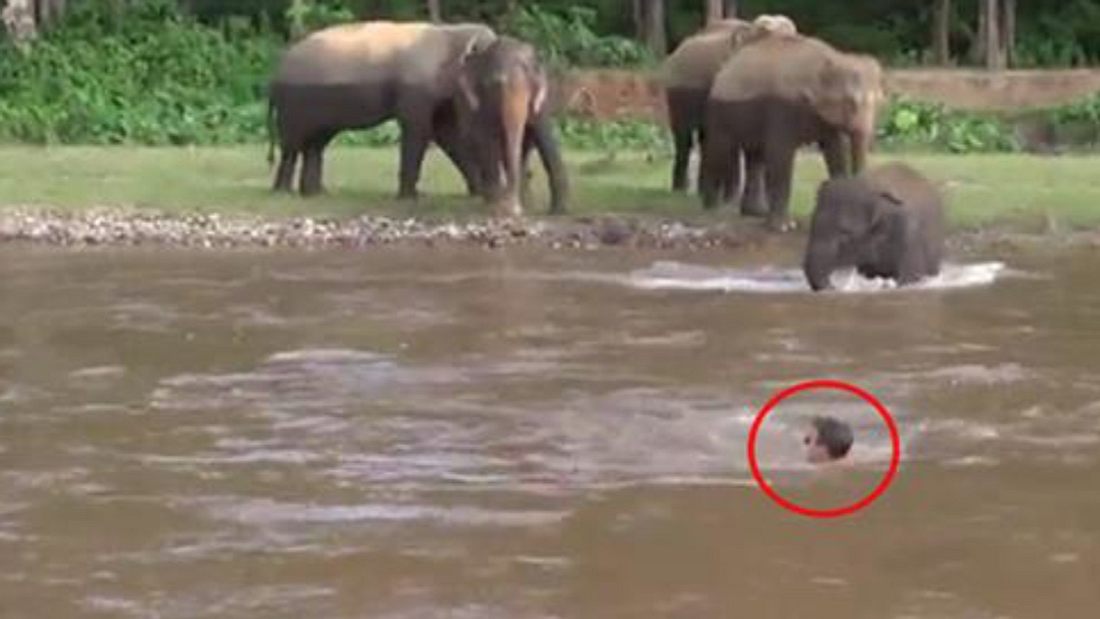 Elefant retten Menschen