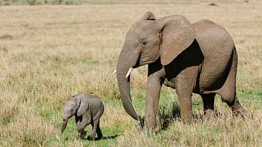 Elefantenkuh mit-Kalb - Foto: iStock / GomezDavid