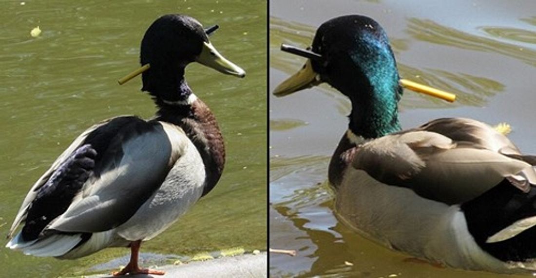 Ente mit Pfeil im Kopf drei Monate nach Attacke gerettet Ente mit Pfeil im Kopf