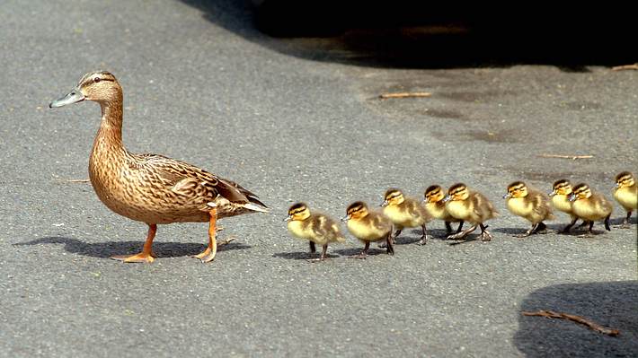 Entenfamilie überquert Straße - Foto: imago images / Petra Schneider